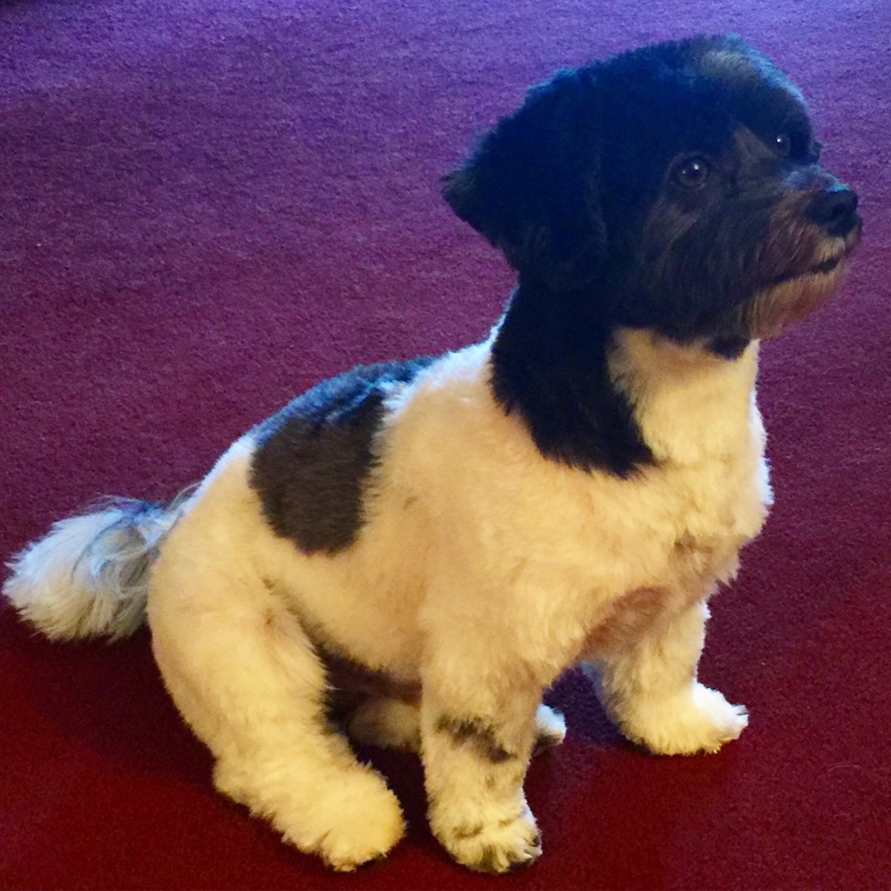 Meet your posher, Denise :)